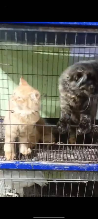kitten pair