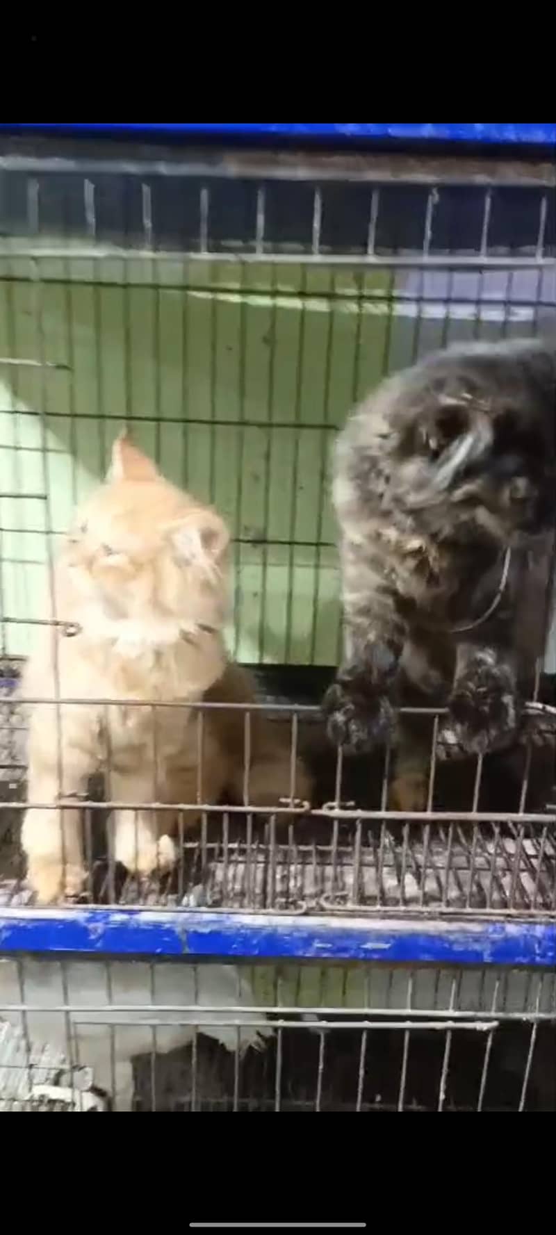 kitten pair 0
