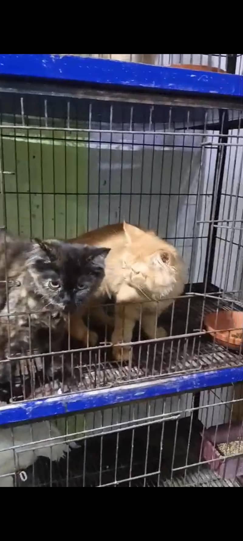 kitten pair 1