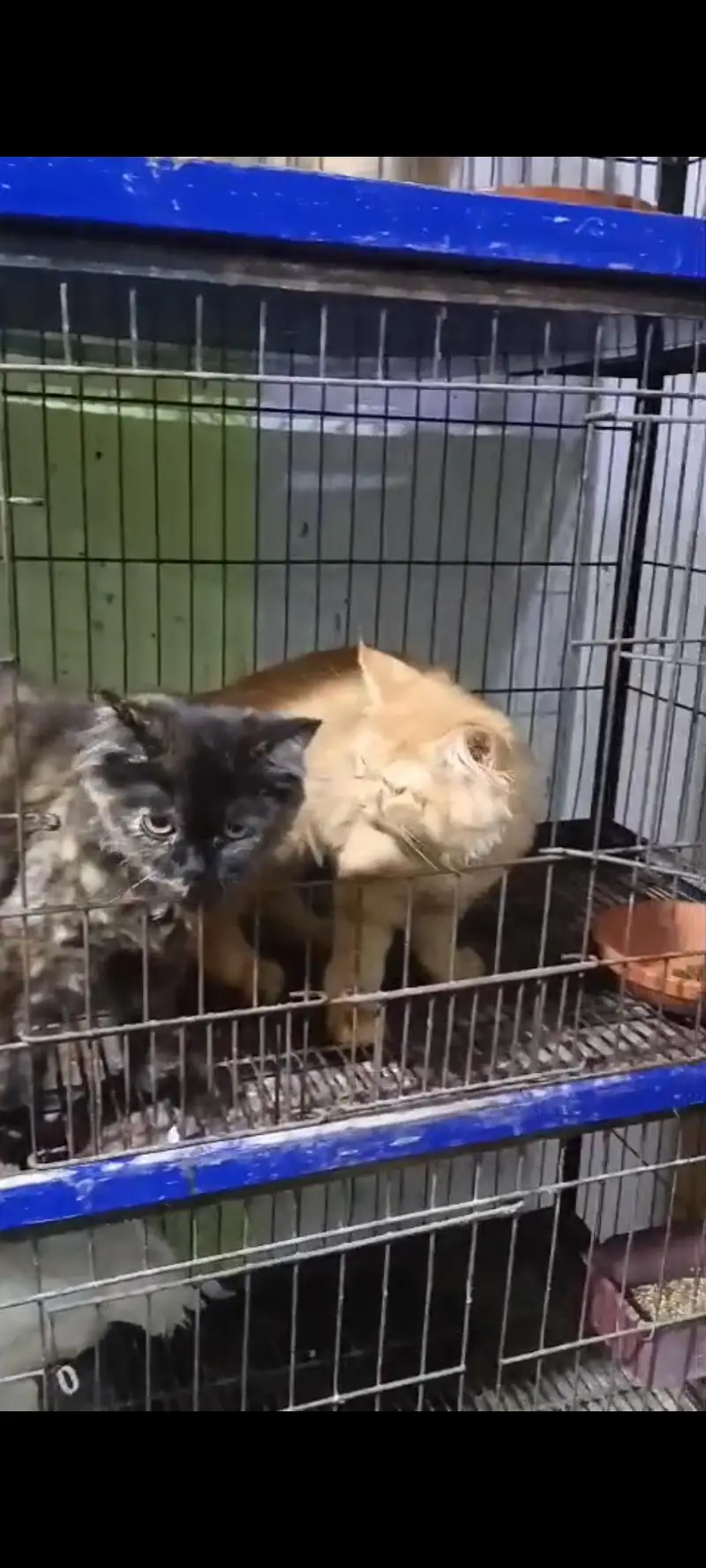 kitten pair — photo 2