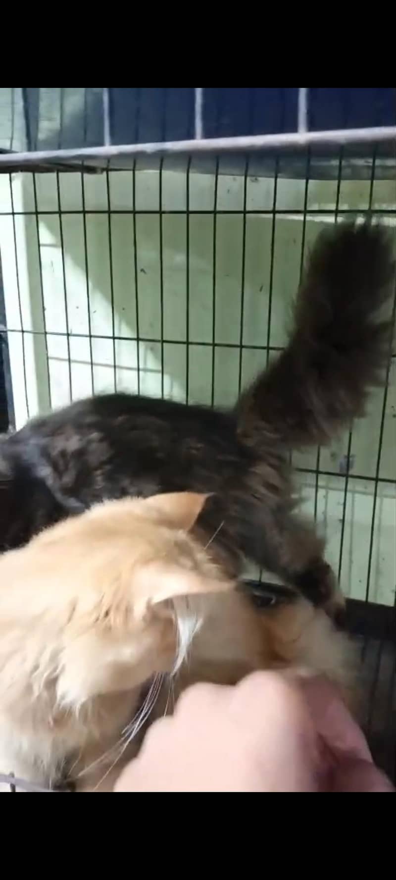 kitten pair 2