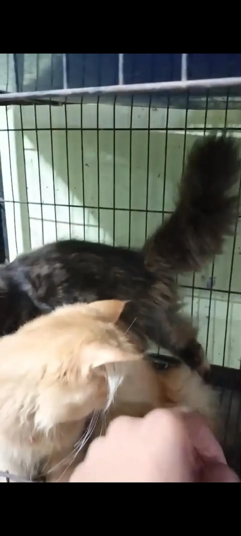 kitten pair — photo 3
