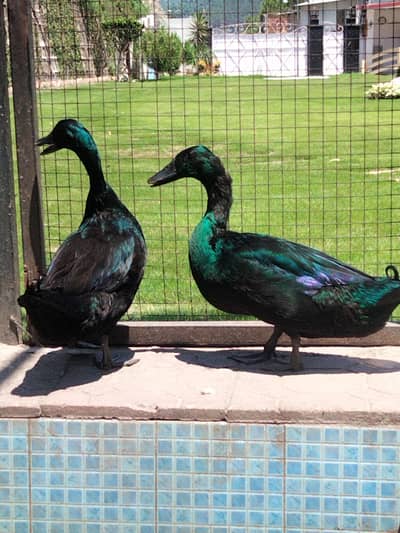 Cayuga duck | Cayuga male | Cayuga | کالی بطخ | بطخ