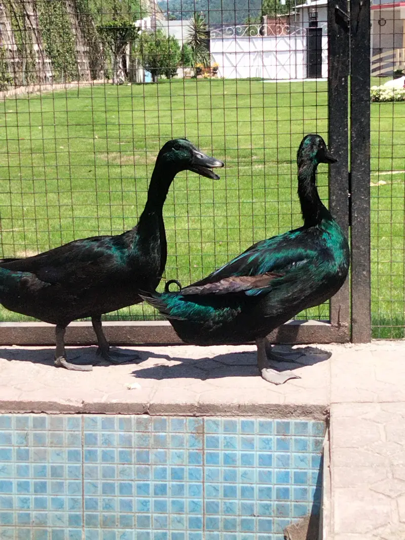 Cayuga duck | Cayuga male | Cayuga | کالی بطخ | بطخ — photo 2