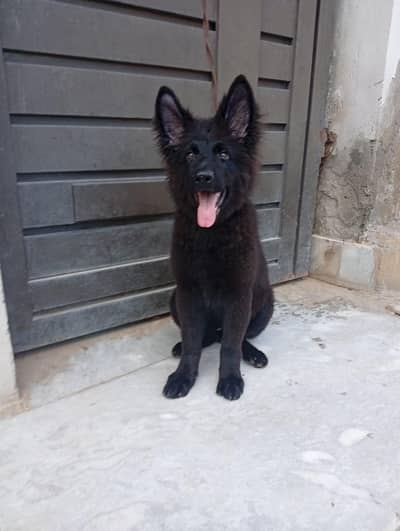 Black German shepherd