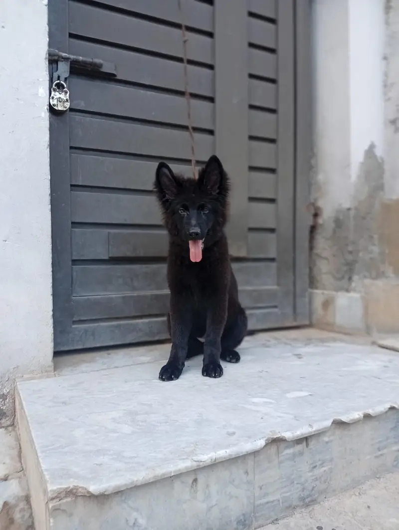 Black German shepherd — photo 2