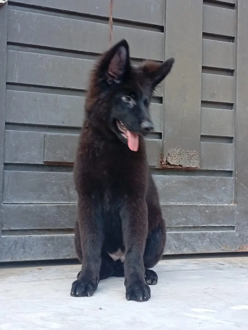 Black German shepherd — photo 3