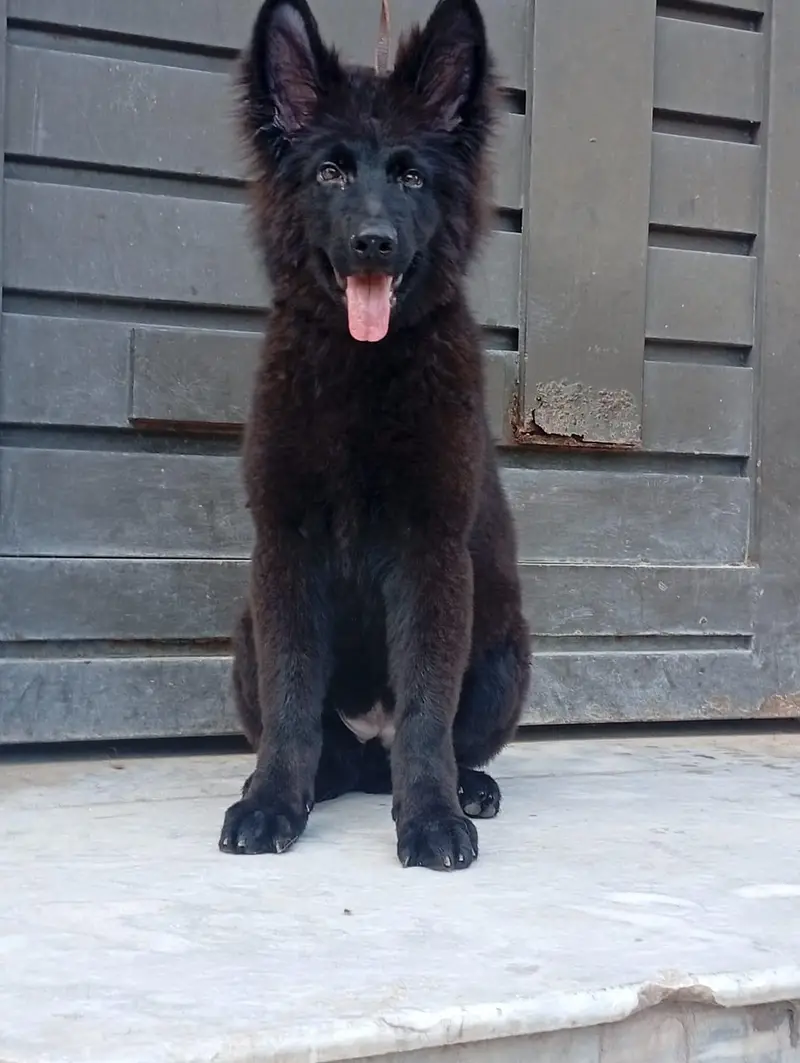 Black German shepherd — photo 4