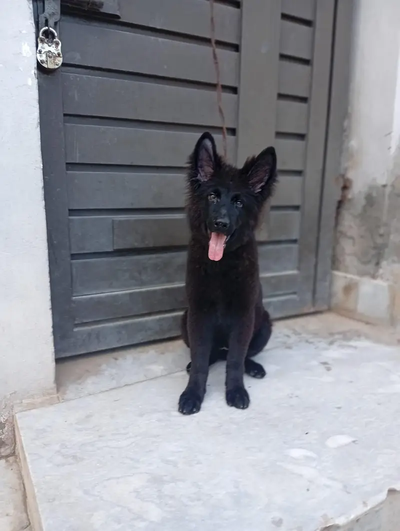 Black German shepherd — photo 5