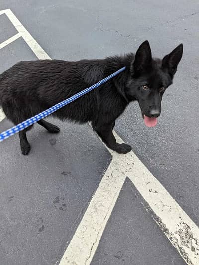German shephard long Coat female for sale