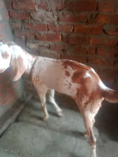 chani bakre for sale