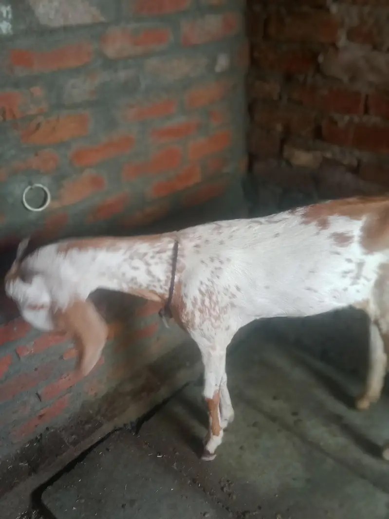 chani bakre for sale — photo 2