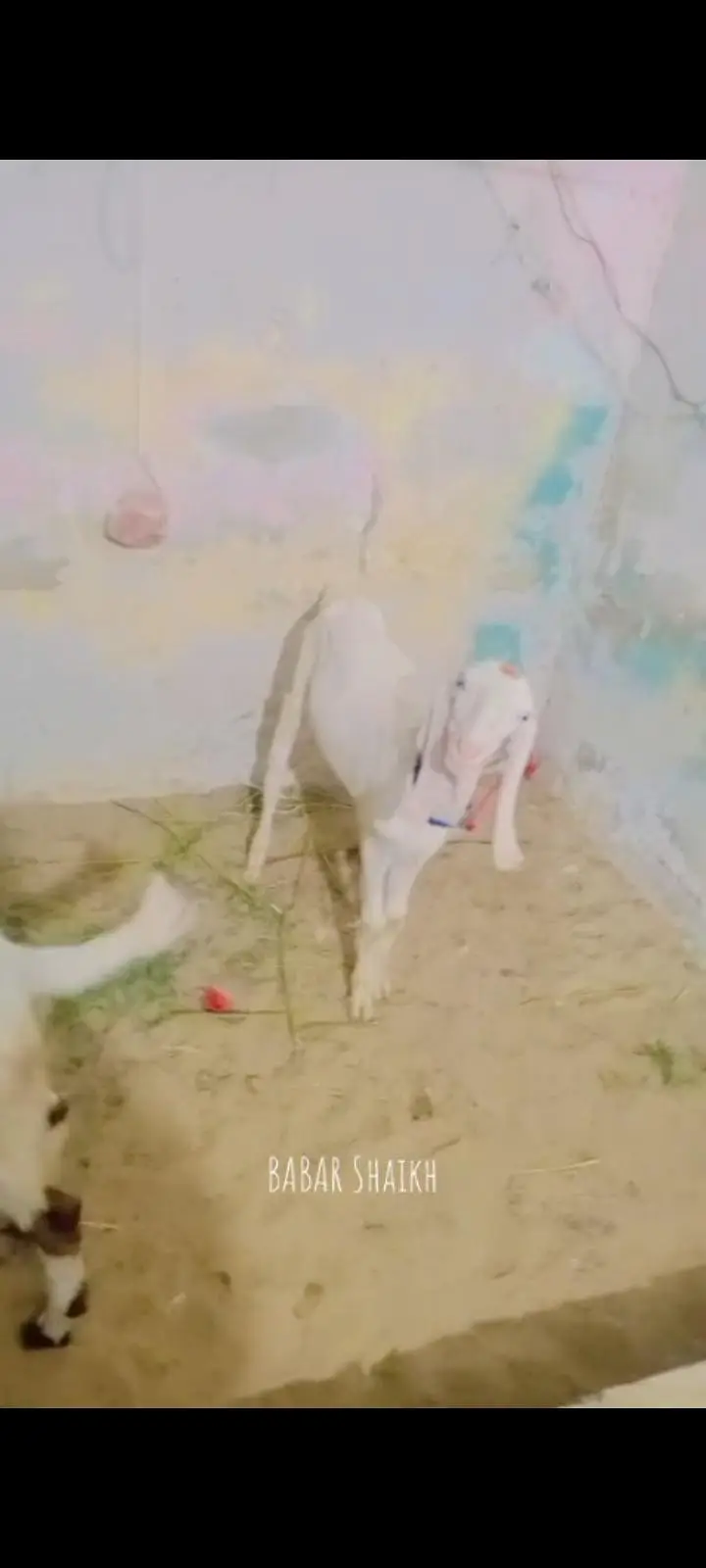 rajanpuri bakra for sell contacts 03113107066