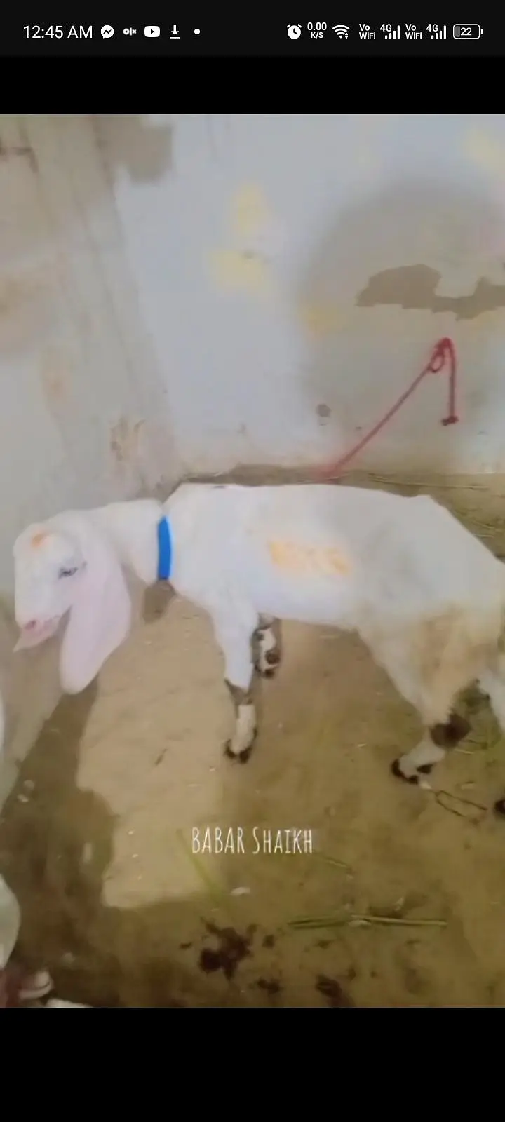 rajanpuri bakra for sell contacts 03113107066 — photo 4
