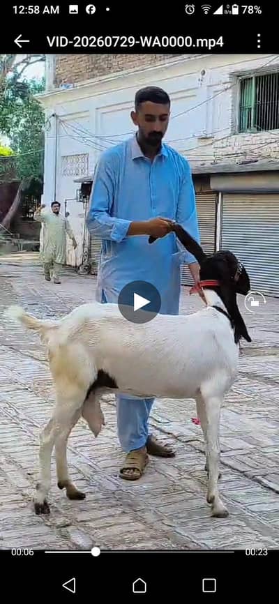 one pair and one mother got in Peshawar tehsil Park