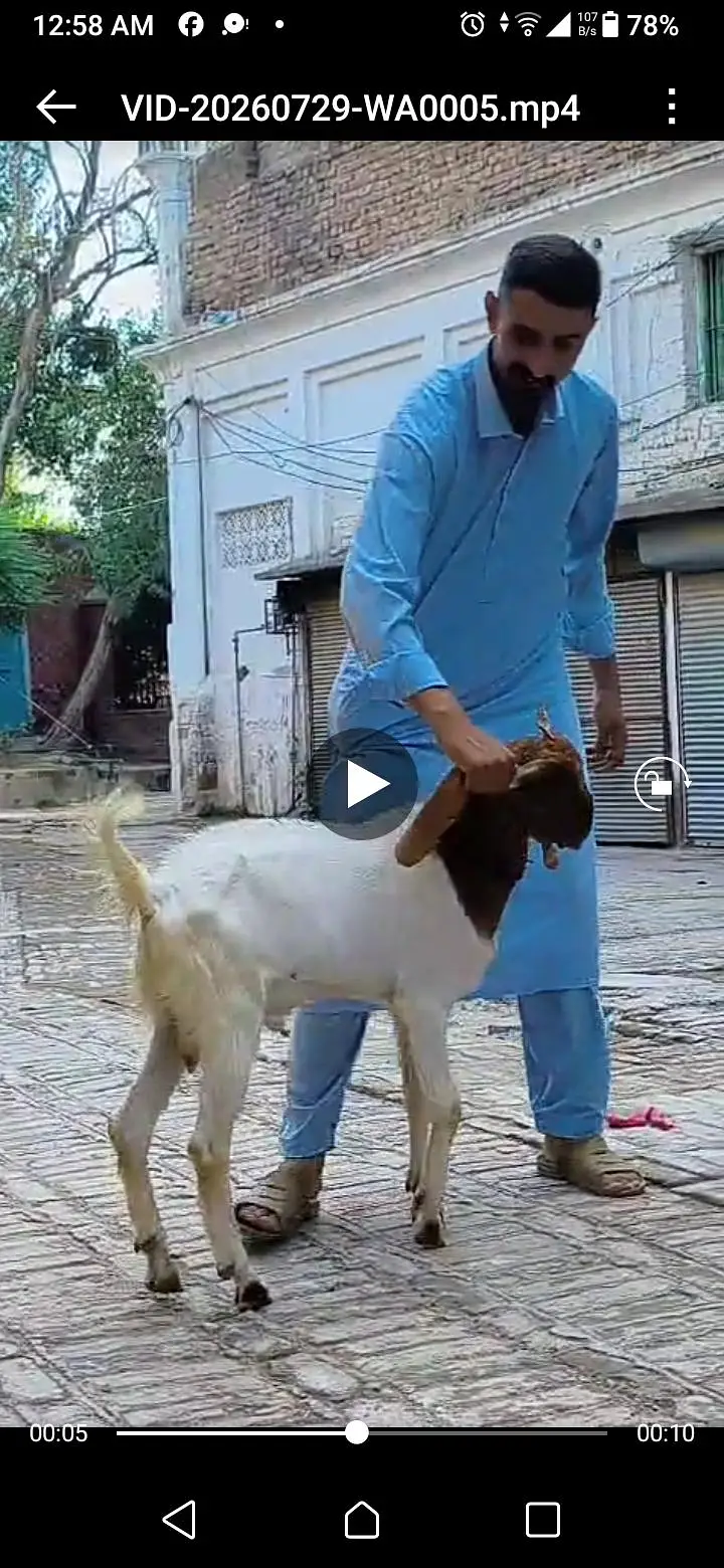 one pair and one mother got in Peshawar tehsil Park — photo 3