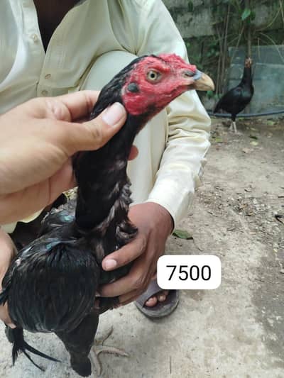 Aseel lasani home breed