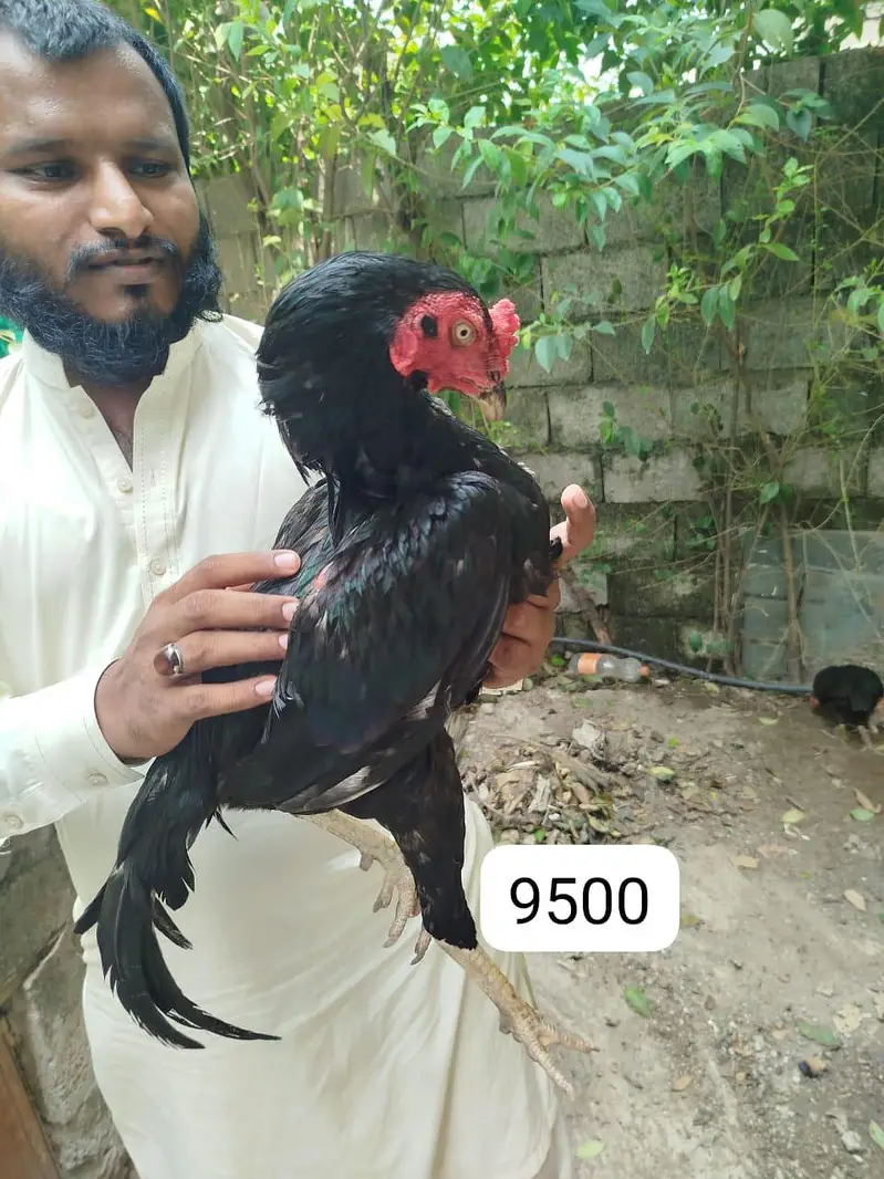 Aseel lasani home breed — photo 4