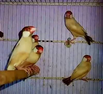 FAWN JAVA HOME DELEVRY AVALIBLE REDY TO BREED PAIRS DARK BLOOD LINE