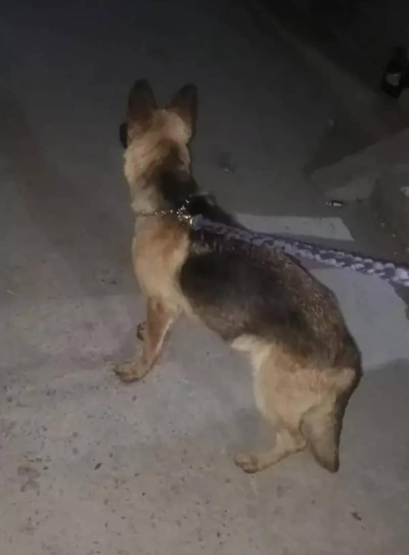 German shepherd 0
