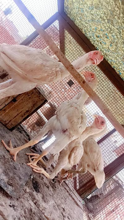 Paper white Heera Aseel chicks