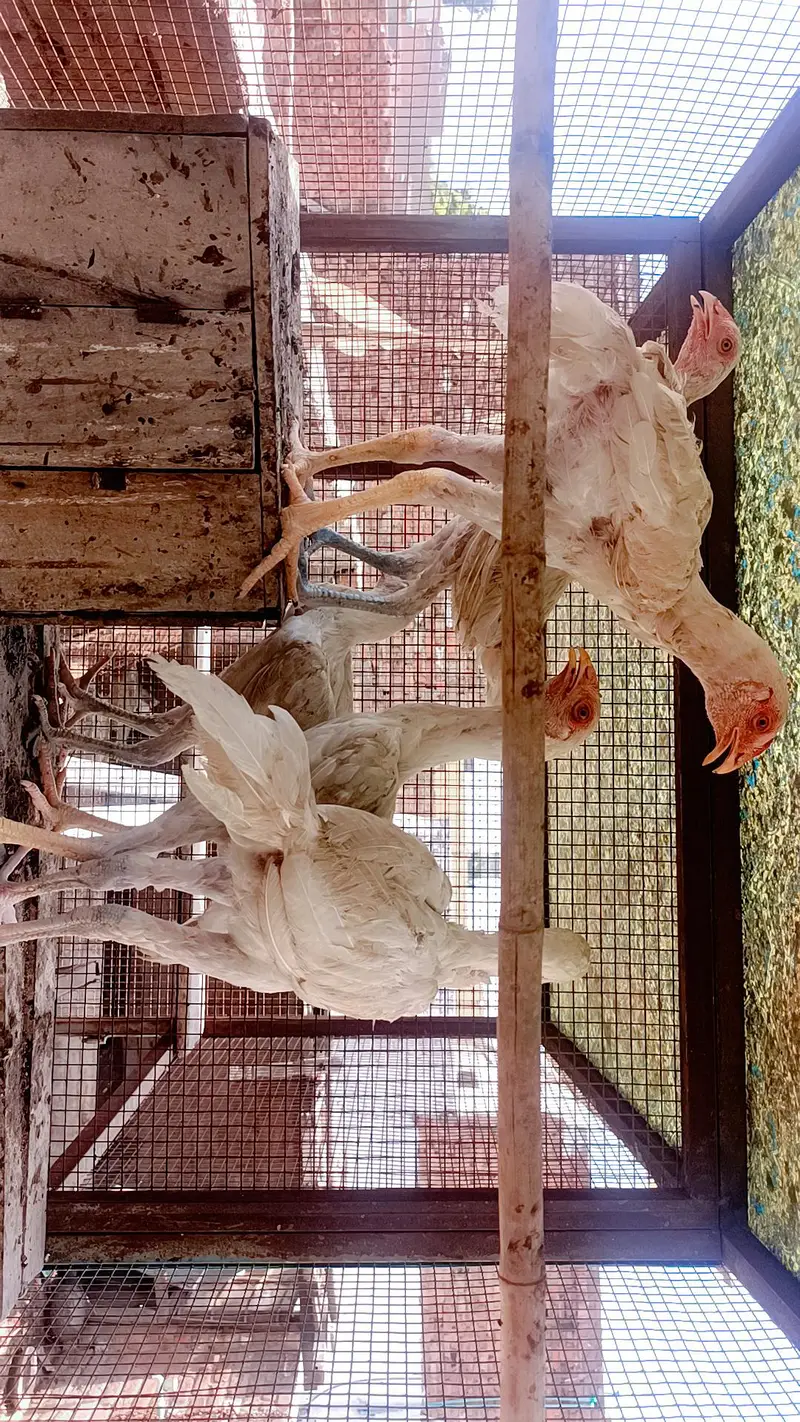 Paper white Heera Aseel chicks — photo 2