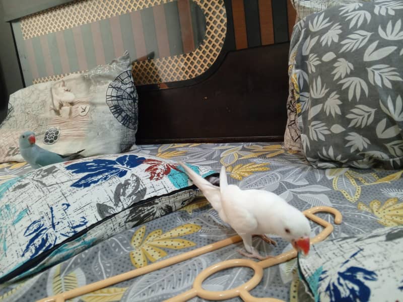 White ringneck 0