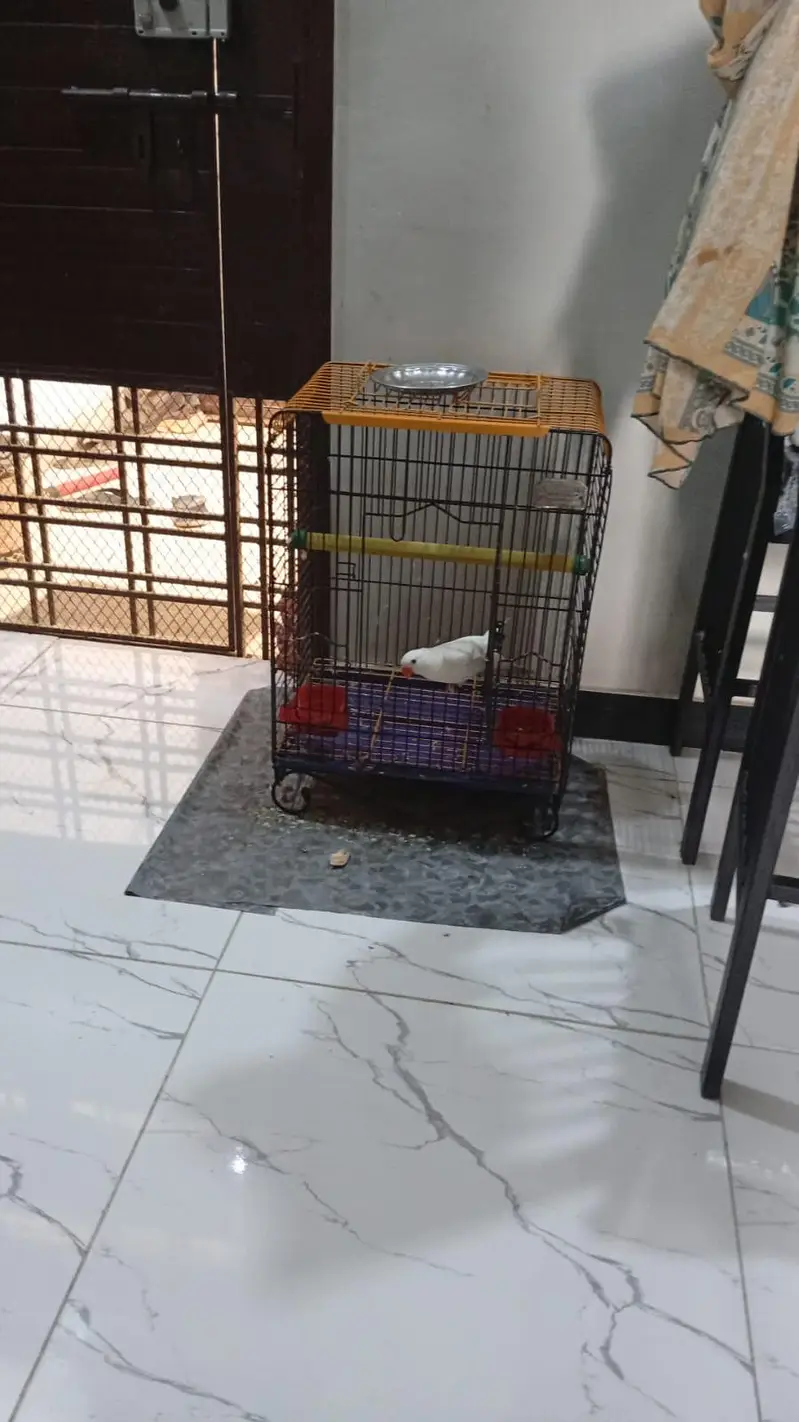 White ringneck — photo 2