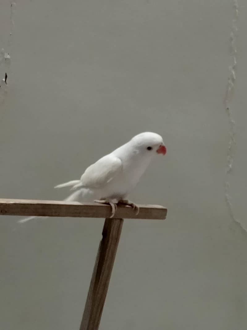 White ringneck 2