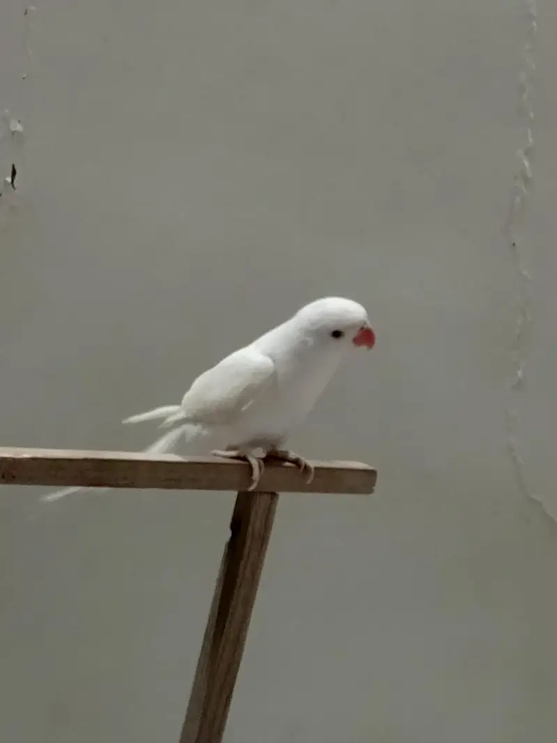 White ringneck — photo 3