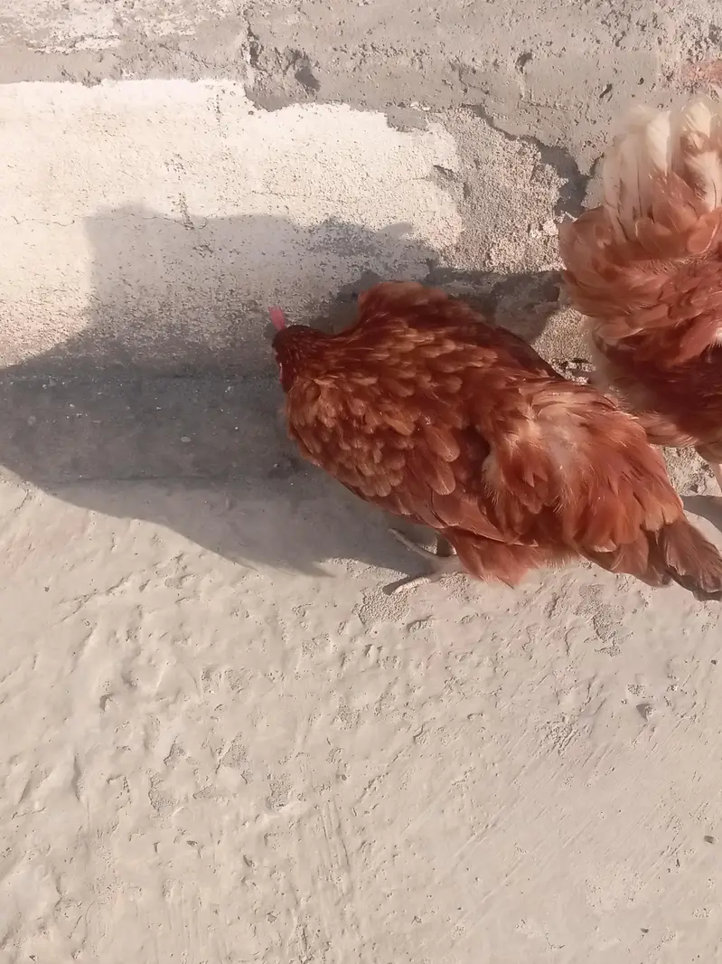 Dunu active h bilkul ande de rhi ha — photo 2