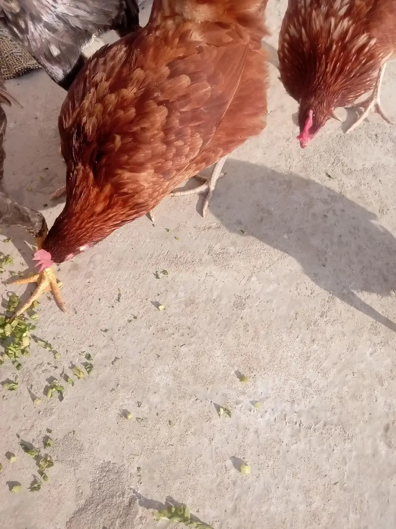 Dunu active h bilkul ande de rhi ha — photo 3