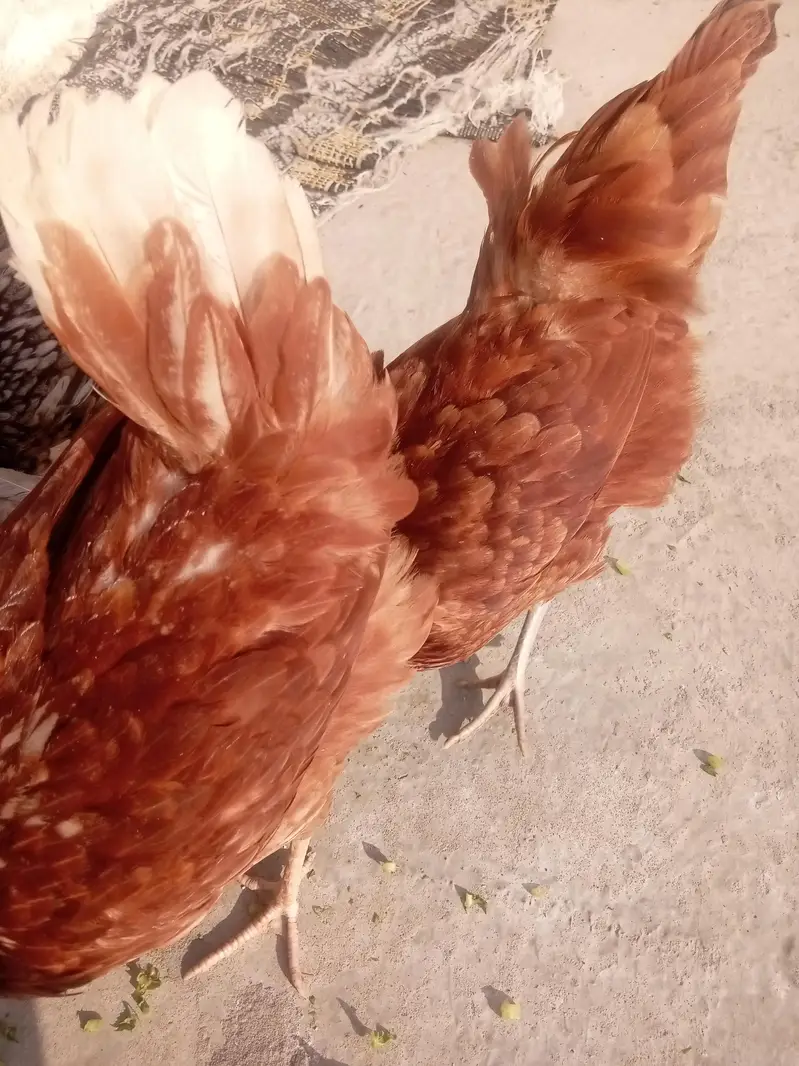 Dunu active h bilkul ande de rhi ha — photo 5