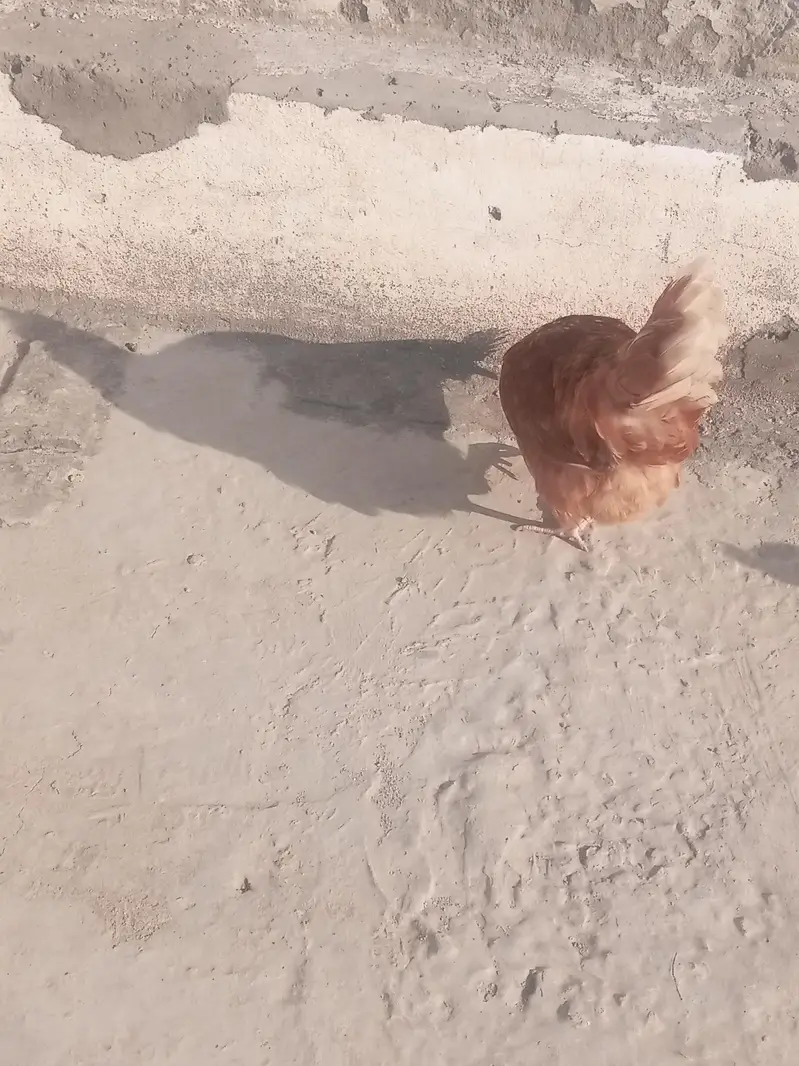 Dunu active h bilkul ande de rhi ha — photo 11