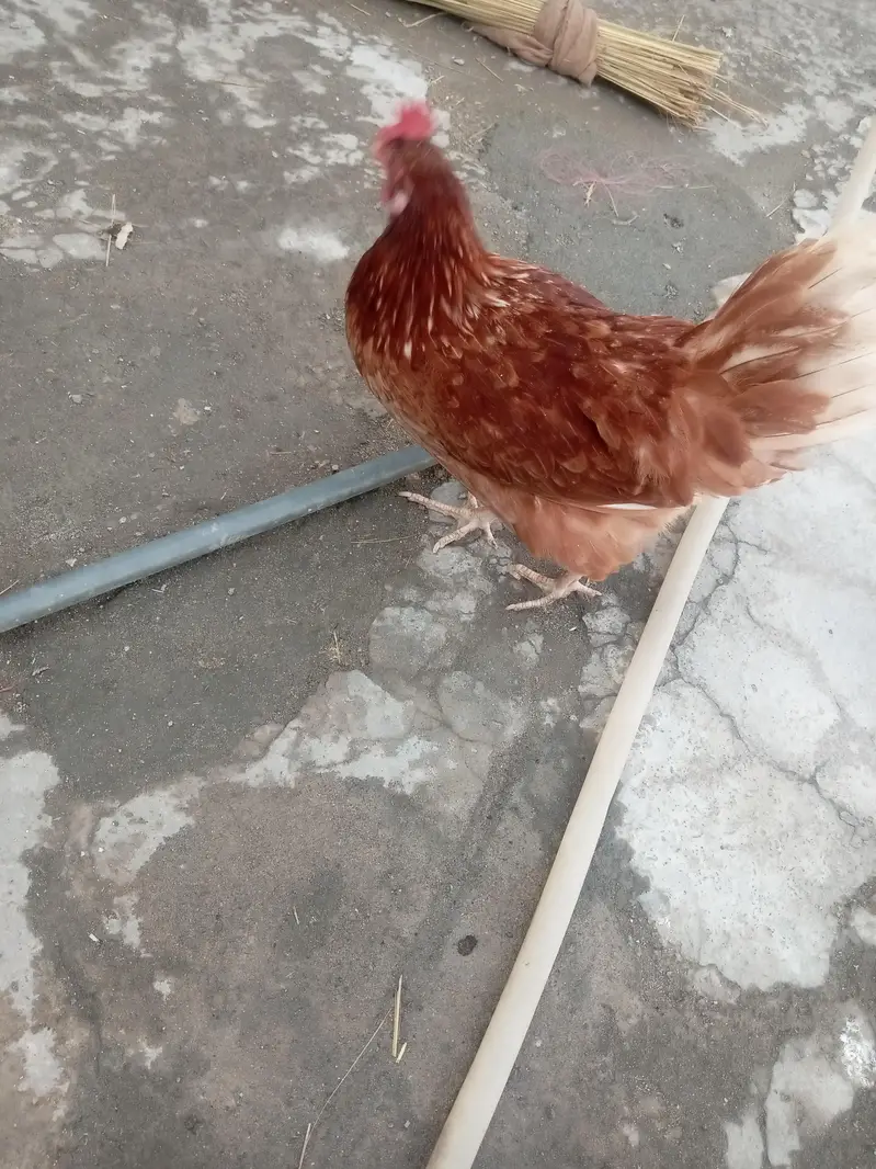 Dunu active h bilkul ande de rhi ha — photo 12