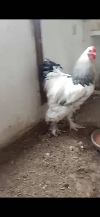 light bharma Chicks available