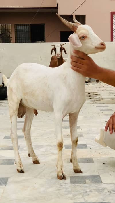 tapra pair Available