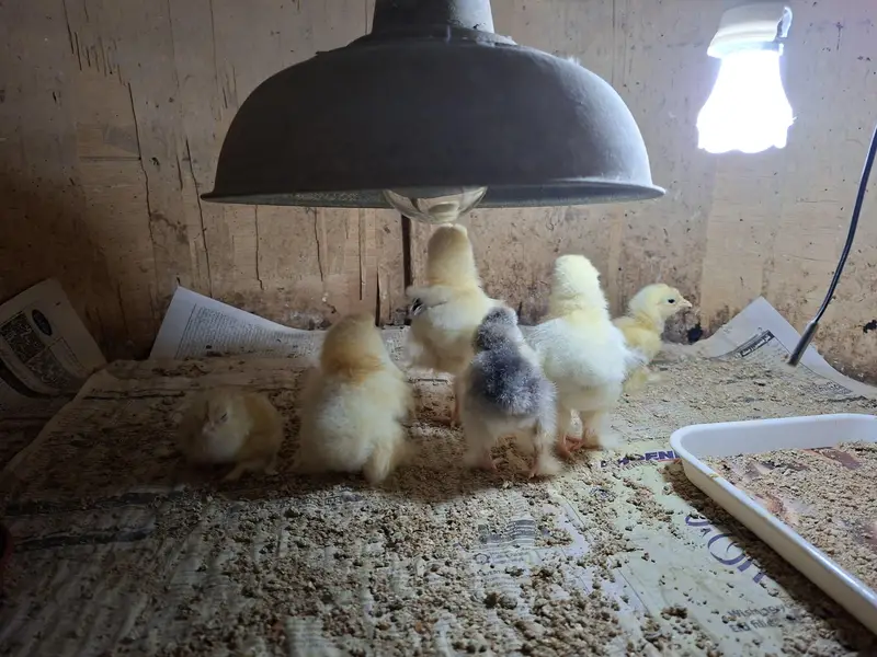 light bharma Chicks available — photo 2