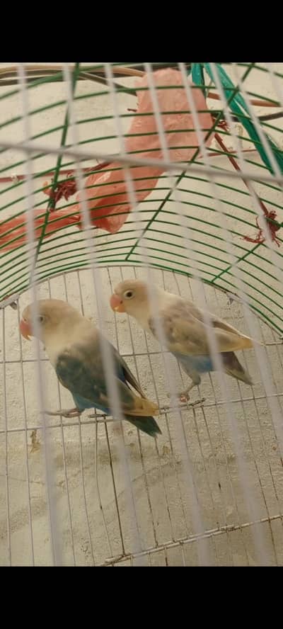 4 lovebirds hai jis ko chahiya rabta kare
