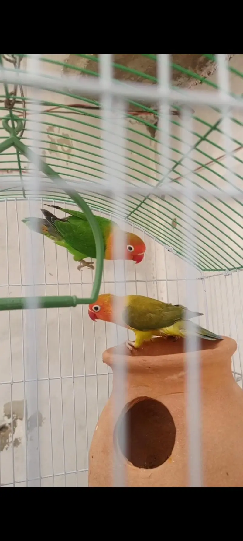 4 lovebirds hai jis ko chahiya rabta kare — photo 2