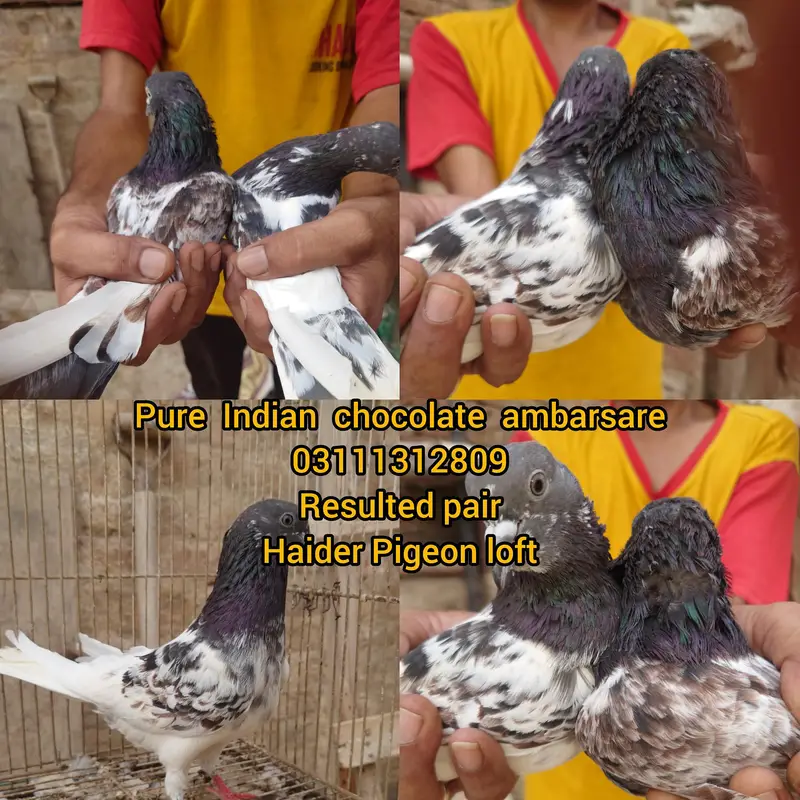 high flyer breeder pair