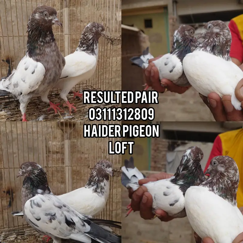 high flyer breeder pair — photo 3