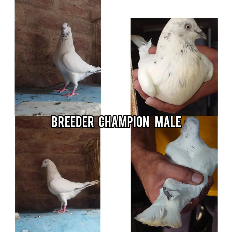high flyer breeder pair — photo 4