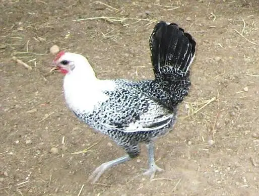 Top Quality Egyptian Fayoumi Imported Bloodline — photo 2