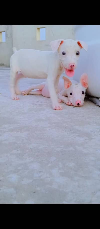 Guwahati gultair Dog for Sale age 3month high quality