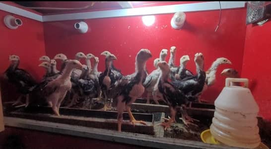japnese and german shamo chicka available for sale