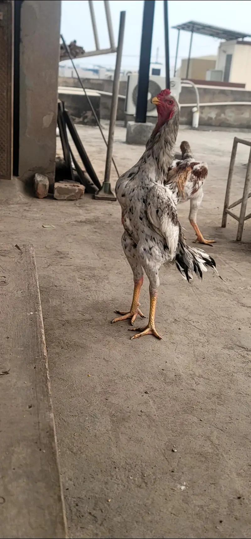 japnese and german shamo chicka available for sale — photo 2
