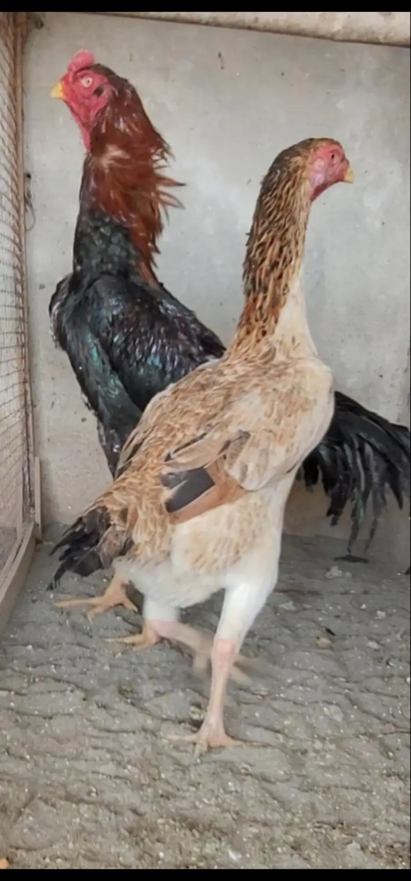 japnese and german shamo chicka available for sale — photo 3
