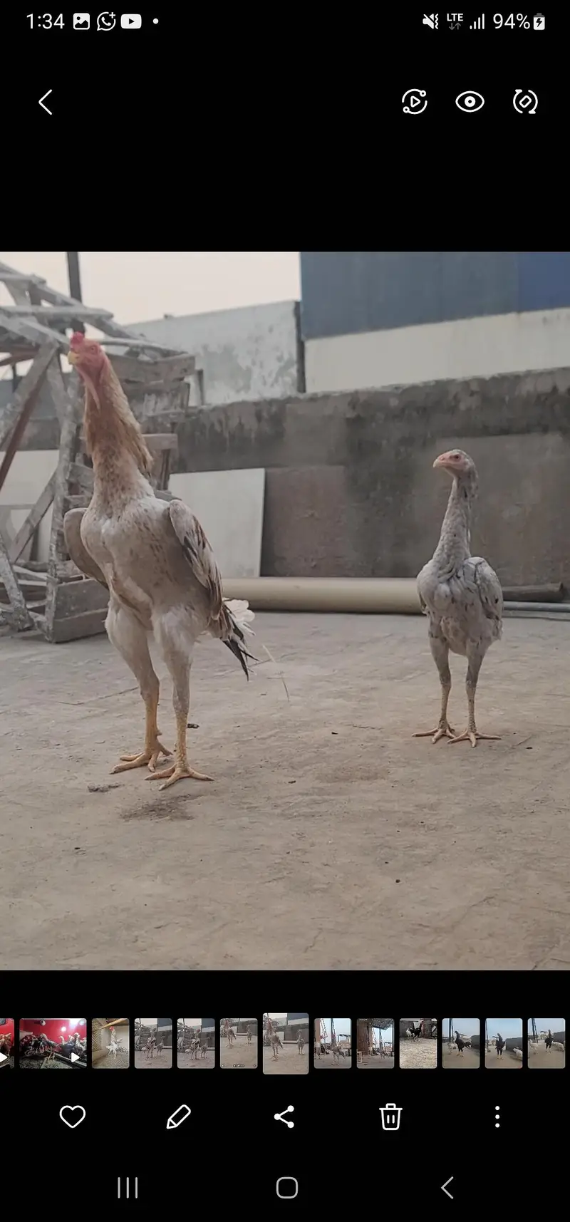 japnese and german shamo chicka available for sale — photo 5