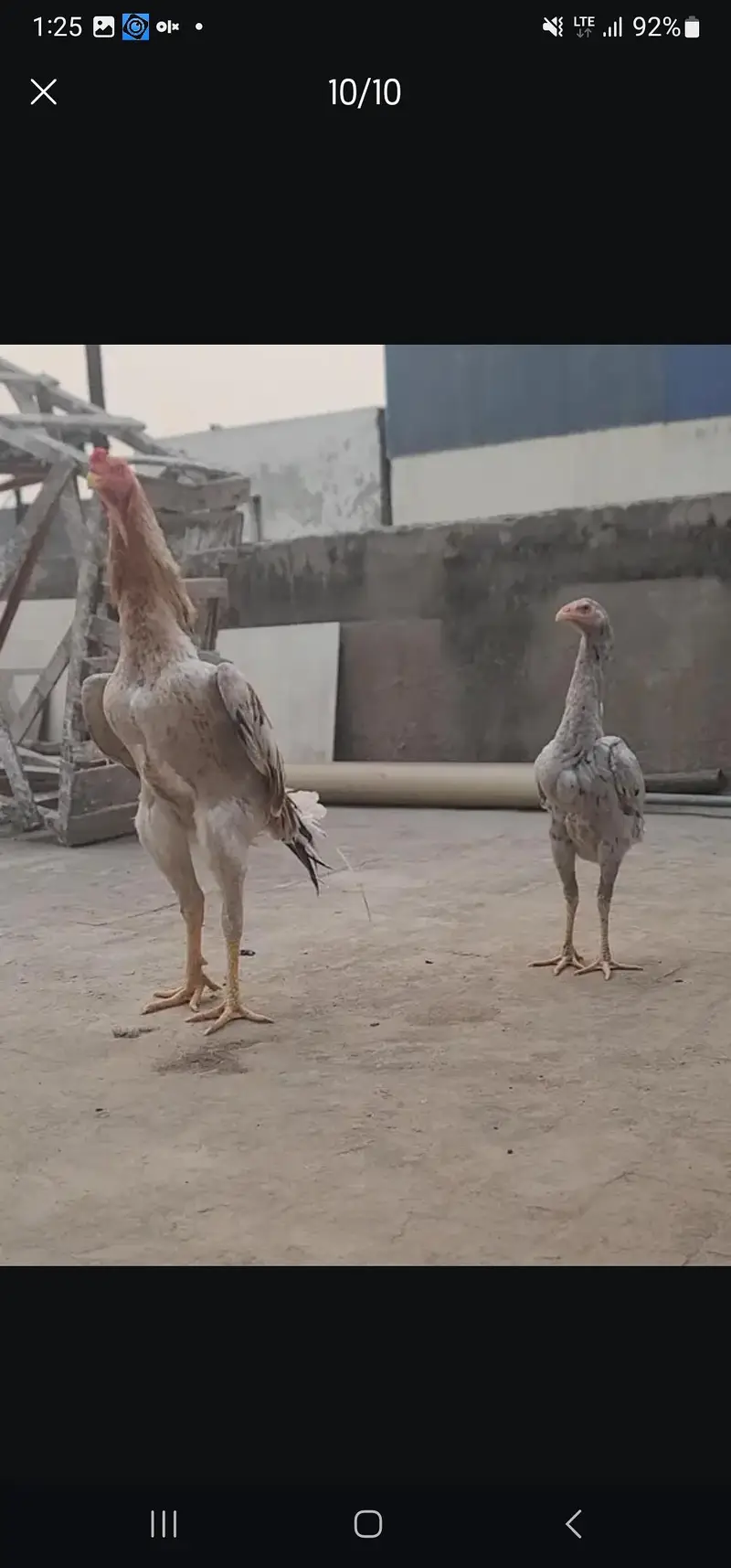 japnese and german shamo chicka available for sale — photo 7